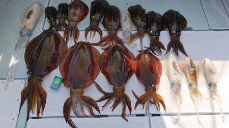 フィッシングボートACE(エース) 釣果