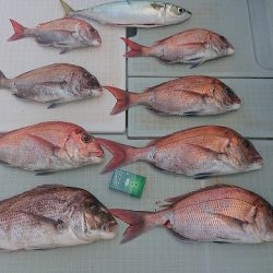 フィッシングボートACE(エース) 釣果