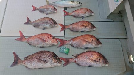 フィッシングボートACE(エース) 釣果