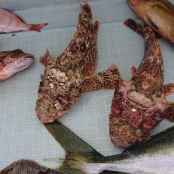 フィッシングボートACE(エース) 釣果