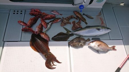 フィッシングボートACE(エース) 釣果