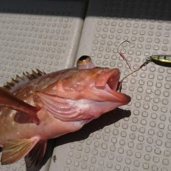 武士(SAMURAI) 釣果