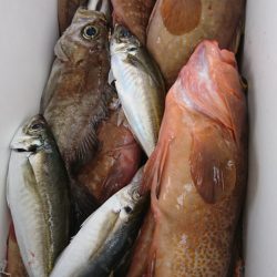 武士(SAMURAI) 釣果