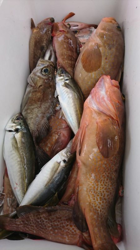 武士(SAMURAI) 釣果