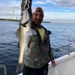 シーマジカル 釣果