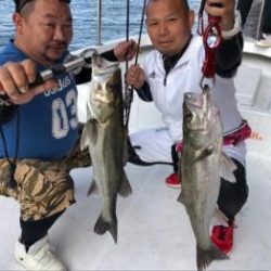 シーマジカル 釣果