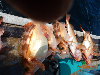 作十丸 釣果
