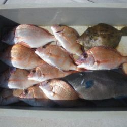 磯部釣船 直栄丸 釣果