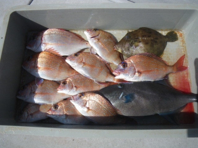 磯部釣船 直栄丸 釣果