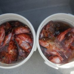 磯部釣船 直栄丸 釣果