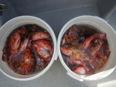 磯部釣船 直栄丸 釣果