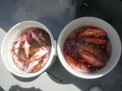 磯部釣船 直栄丸 釣果