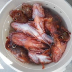 磯部釣船 直栄丸 釣果