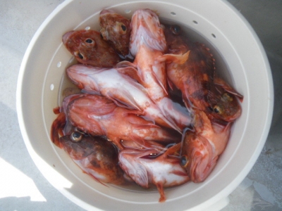 磯部釣船 直栄丸 釣果