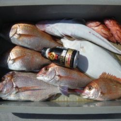 磯部釣船 直栄丸 釣果