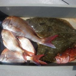 磯部釣船 直栄丸 釣果