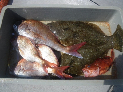 磯部釣船 直栄丸 釣果