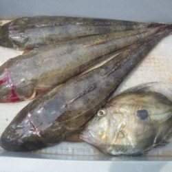 磯部釣船 直栄丸 釣果