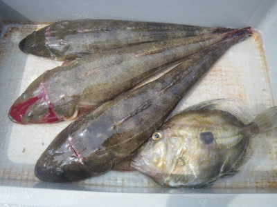 磯部釣船 直栄丸 釣果