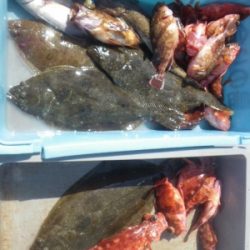 磯部釣船 直栄丸 釣果