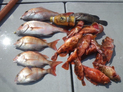 磯部釣船 直栄丸 釣果