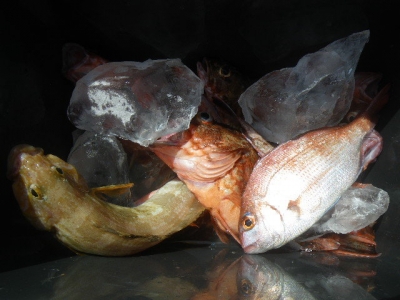 磯部釣船 直栄丸 釣果