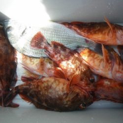 磯部釣船 直栄丸 釣果