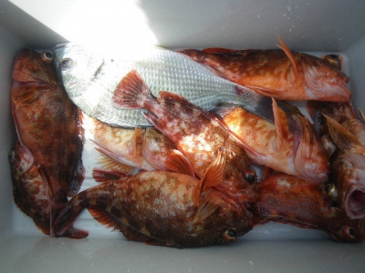 磯部釣船 直栄丸 釣果