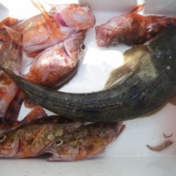 磯部釣船 直栄丸 釣果