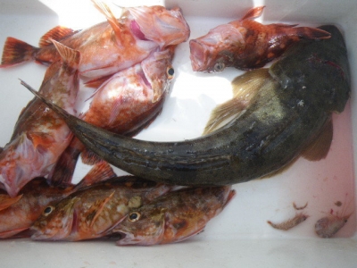 磯部釣船 直栄丸 釣果