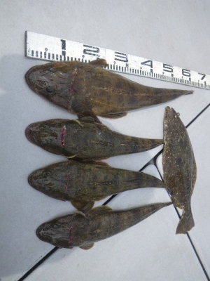 磯部釣船 直栄丸 釣果