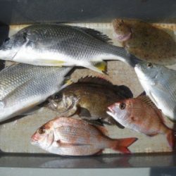 磯部釣船 直栄丸 釣果