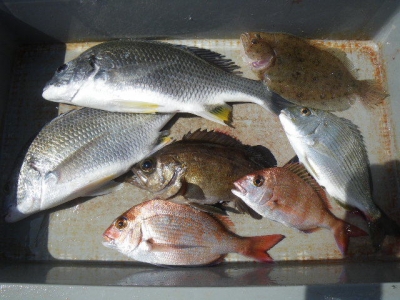 磯部釣船 直栄丸 釣果