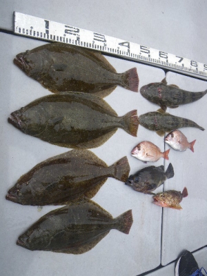 磯部釣船 直栄丸 釣果