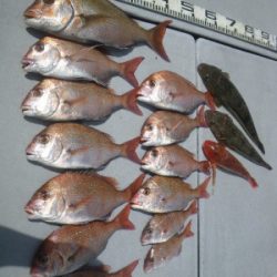 磯部釣船 直栄丸 釣果