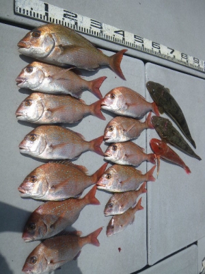 磯部釣船 直栄丸 釣果