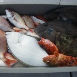 磯部釣船 直栄丸 釣果