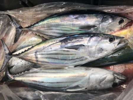 Sea Frend 片山丸 釣果