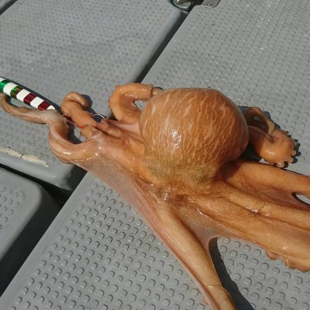 ブルーピア 釣果