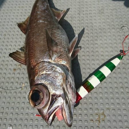 ブルーピア 釣果