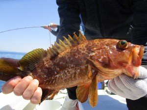 兼六丸 釣果