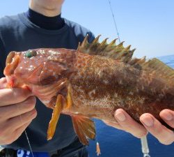 兼六丸 釣果