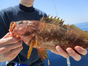兼六丸 釣果