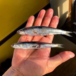 オーシャンズ　京都 釣果