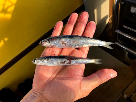 オーシャンズ　京都 釣果