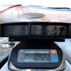 オーシャンズ　京都 釣果