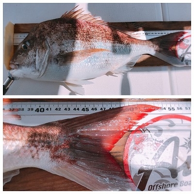 フィシングボートAir(エアー) 釣果