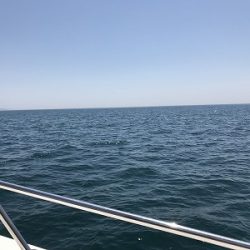 フィシングボートAir(エアー) 釣果