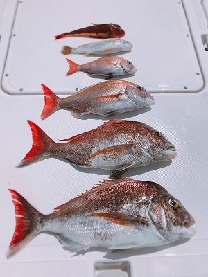 フィシングボートAir(エアー) 釣果