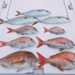 フィシングボートAir(エアー) 釣果